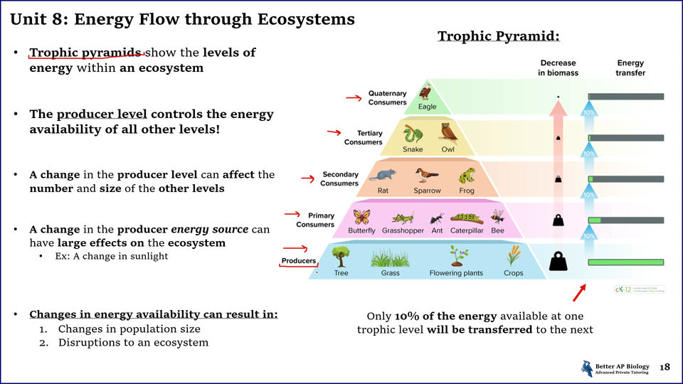 L2- Energy Flow through Ecosystems